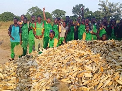 La récolte de maïs des élèves de Goundrin
